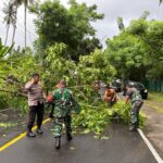 Pohon Tumbang di Senggigi Berhasil Diatasi Berkat Gotong Royong