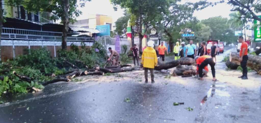 Pohon Tumbang di Mataram, Babinsa dan Tim Gabungan Bergerak Cepat