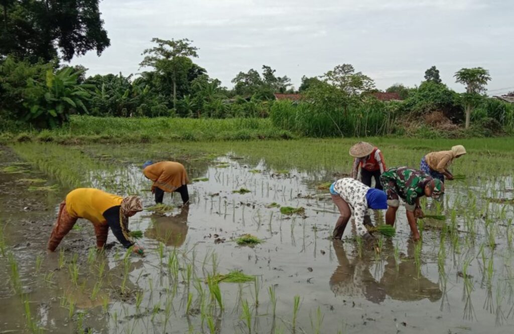 Kejar Progres Luas Tambah Tanam, Babinsa Desa Gandekan Bantu Petani Tanam Padi