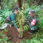 Hijaukan Desa! Babinsa Selelos dan Mahasiswa KKN Tanam Pohon