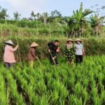 Babinsa Jurit Baru Koramil 1615-05/Masbagik Dukung Petani, Wujudkan Ketahanan Pangan