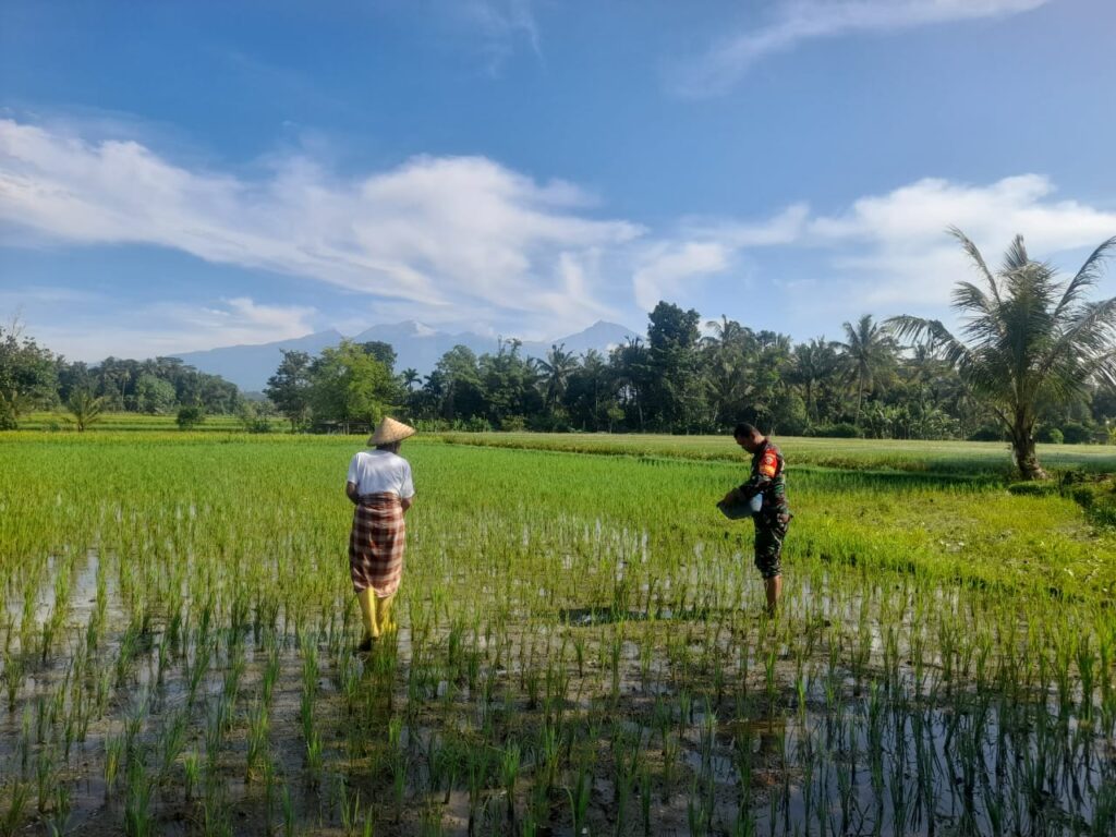 Semangat Babinsa Kilang Dampingi Petani Dalam Pemupukan Padi
