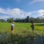 Semangat Babinsa Kilang Dampingi Petani Dalam Pemupukan Padi