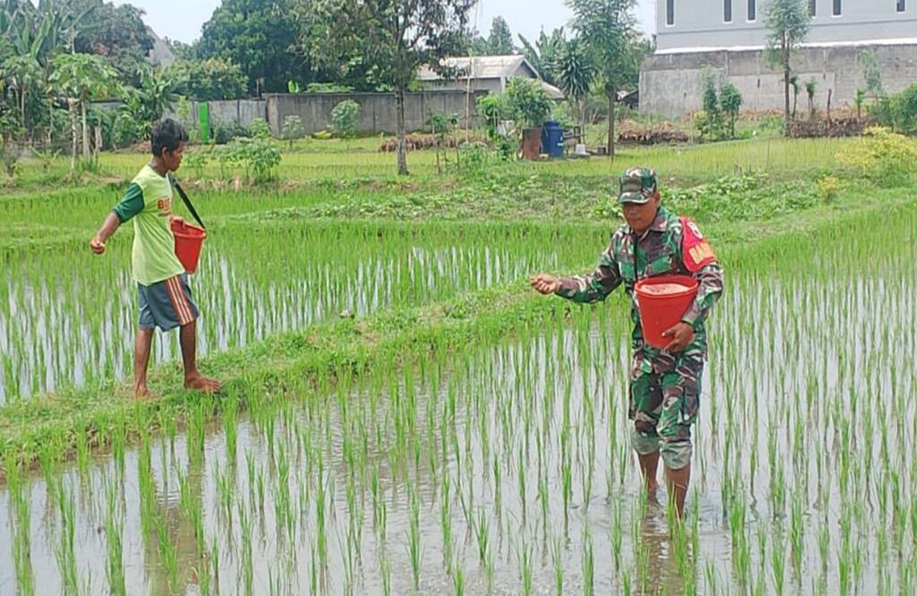 Target Swasembada Pangan, Babinsa Sananwetan Turun Langsung Ke Sawah Bantu Petani Pupuk Tanaman Padi