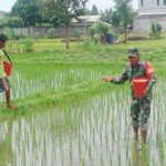 Target Swasembada Pangan, Babinsa Sananwetan Turun Langsung Ke Sawah Bantu Petani Pupuk Tanaman Padi