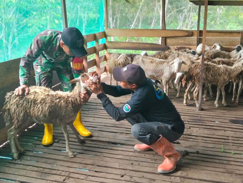 Babinsa Kodim 1002/HST Ternak Kambing, Raih Omzet Puluhan Juta Rupiah