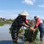 Babinsa Jempong Baru Dampingi Petani Perluas Areal Tanam Padi