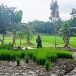 Tingkatkan Produktivitas Pertanian, Babinsa Koramil 1002-05/Pandawan Dampingi Petani Cabut Semaian Padi