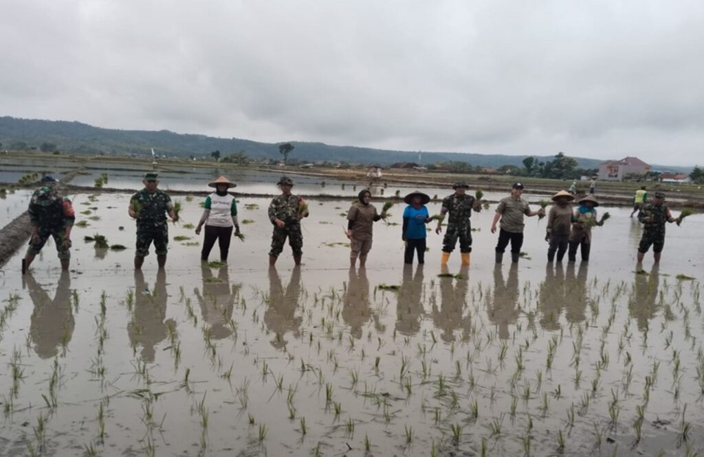 Target Swasembada Pangan, Pabung 0808/Blitar Dampingi Poktan Tani Alam Maksimalkan Tanam Padi di Wilayah Sutojayan