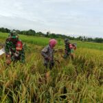 Sinergi TNI dan Petani HST: Sukseskan Swasembada Pangan Melalui Pendampingan Panen