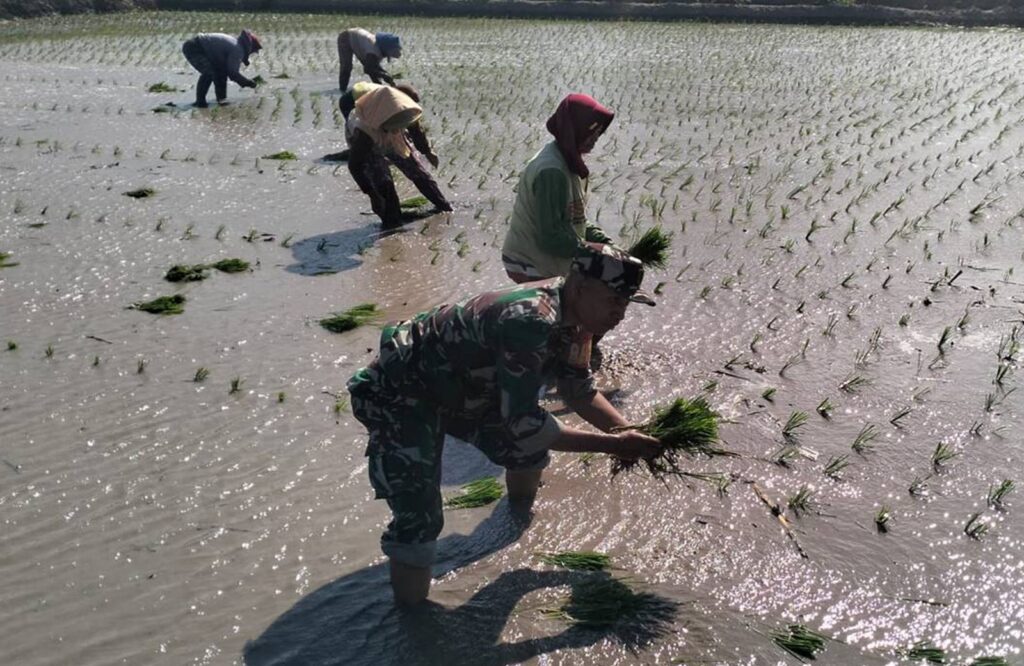 Dorong Percepatan Luas Tambah Tanam, Babinsa Rembang Turun Ke Sawah Bantu Petani