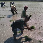 Dorong Percepatan Luas Tambah Tanam, Babinsa Rembang Turun Ke Sawah Bantu Petani