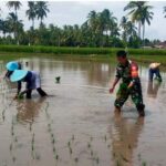 Babinsa Desa Danger Dampingi Petani Tanam Padi di Dusun Peresak Selatan