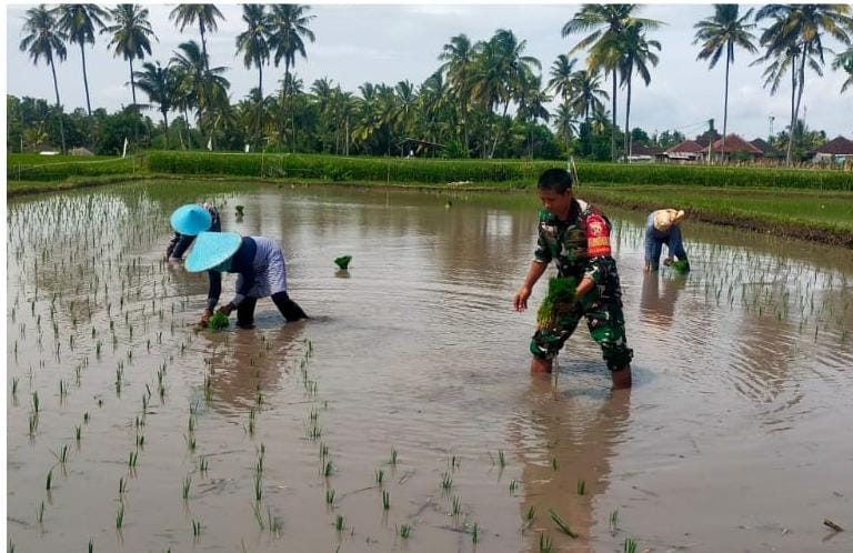 Babinsa Desa Danger Dampingi Petani Tanam Padi di Dusun Peresak Selatan