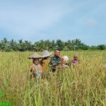 Babinsa Kuala Satong Koramil Delta Pawan Dampingi Panen Padi Poktan Tunas Baru. 