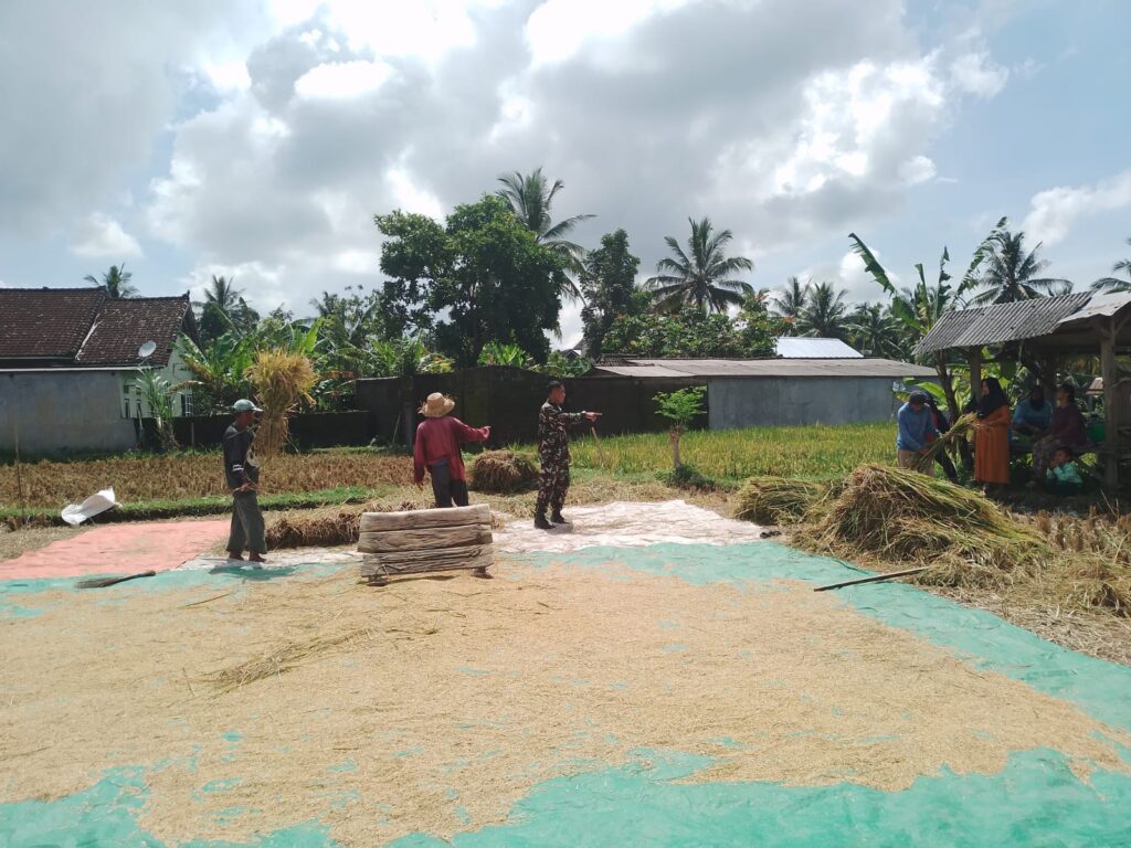 Babinsa Jurit Dampingi Petani dalam Panen Padi