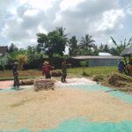 Babinsa Jurit Dampingi Petani dalam Panen Padi