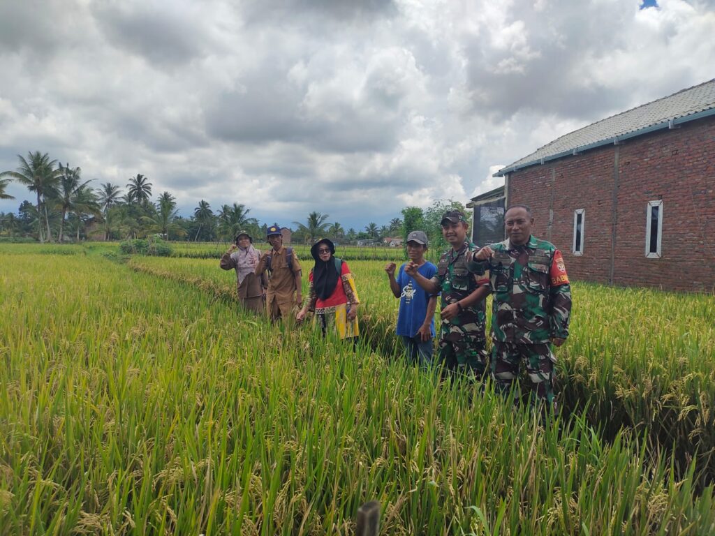 Babinsa Rarang Dampingi Poktan dalam Serap Gabah di Inen Selao