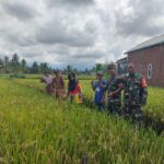 Babinsa Rarang Dampingi Poktan dalam Serap Gabah di Inen Selao