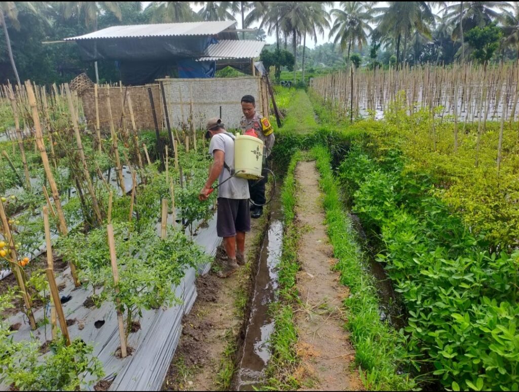 Kerjasama Bhabinkamtibmas Montong Baan dan Warga, Wujudkan Ketahanan Pangan Yang Kuat