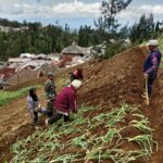 Dukung Ketahanan Pangan, Babinsa Dampingi Petani Desa Binaan