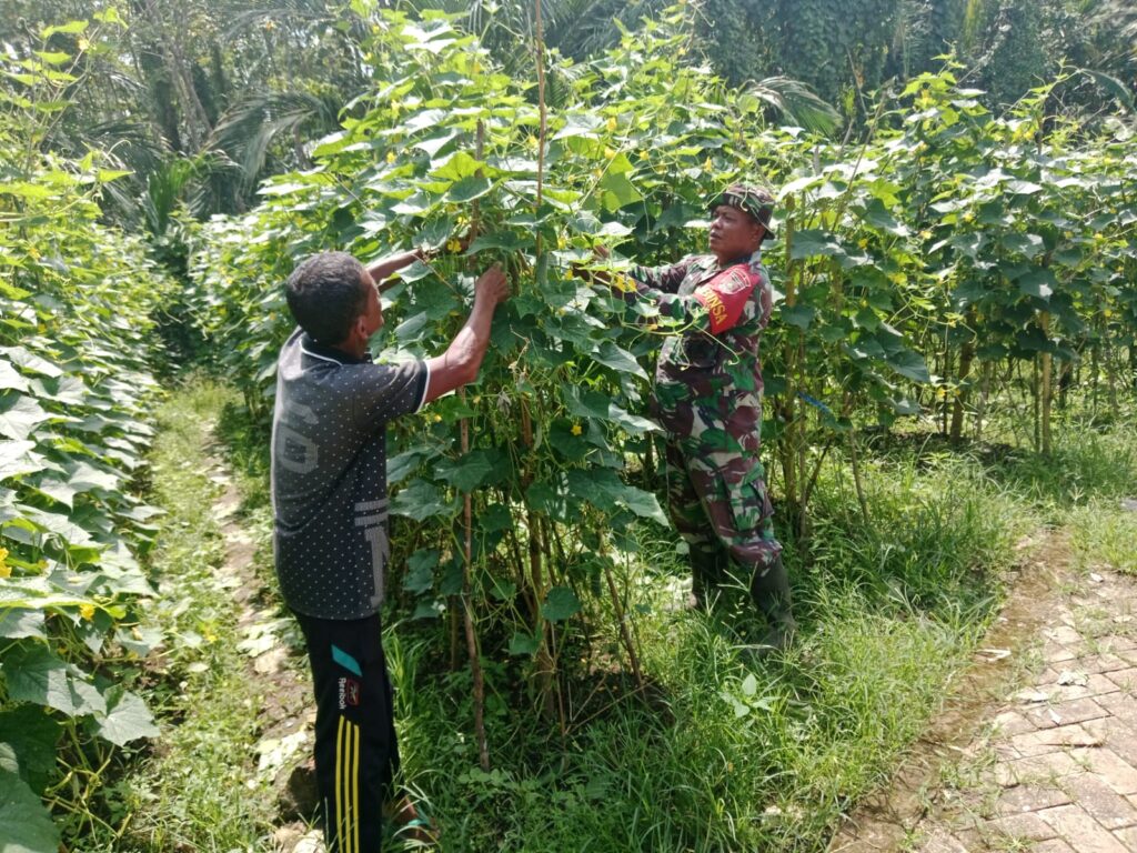 Komsos Babinsa Haruyan, Bantu Petani Petik Mentimun dan Beri Motivasi