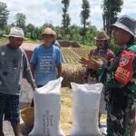 Babinsa Kodim Loteng Turun Gunung Sosialisasikan Serapan Gabah oleh Bulog Ke Petani