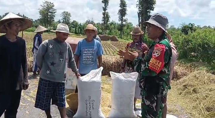 Babinsa Kodim Loteng Turun Gunung Sosialisasikan Serapan Gabah oleh Bulog Ke Petani