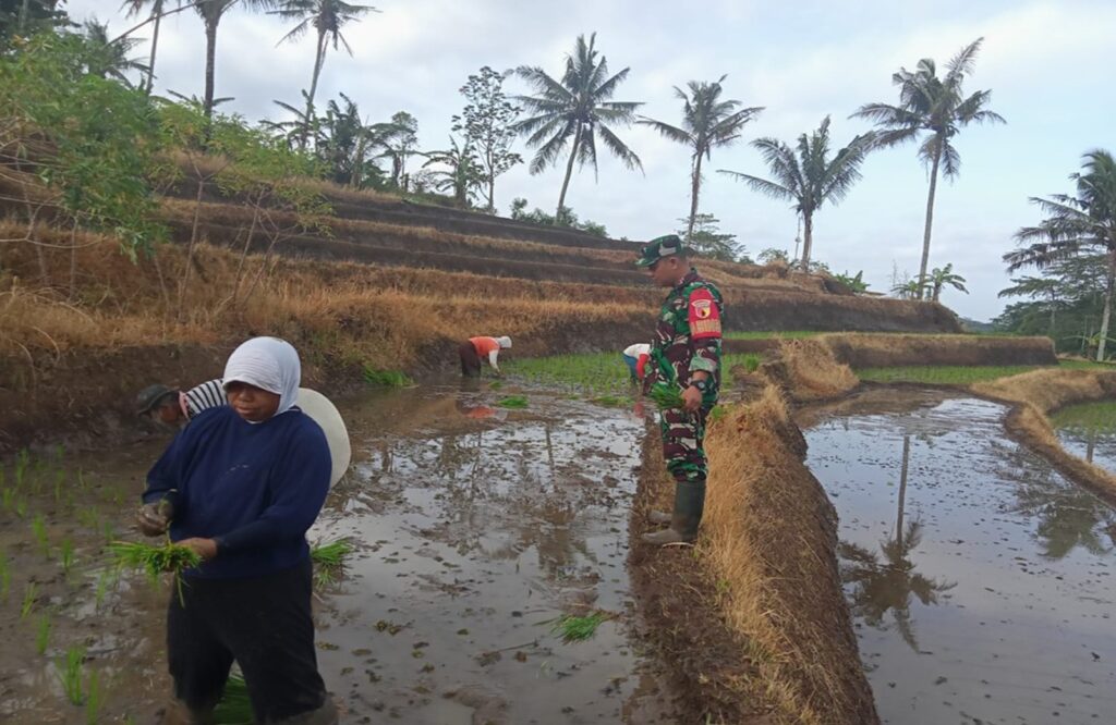 Fokus Penambahan Luas Tanam, Babinsa Desa Sumber Urip Konsisten Dampingi Tanam Padi