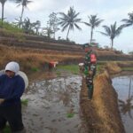 Fokus Penambahan Luas Tanam, Babinsa Desa Sumber Urip Konsisten Dampingi Tanam Padi