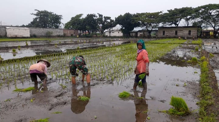 Demi Percepatan Masa Tanam, Babinsa Dampingi Petani Tanam Padi