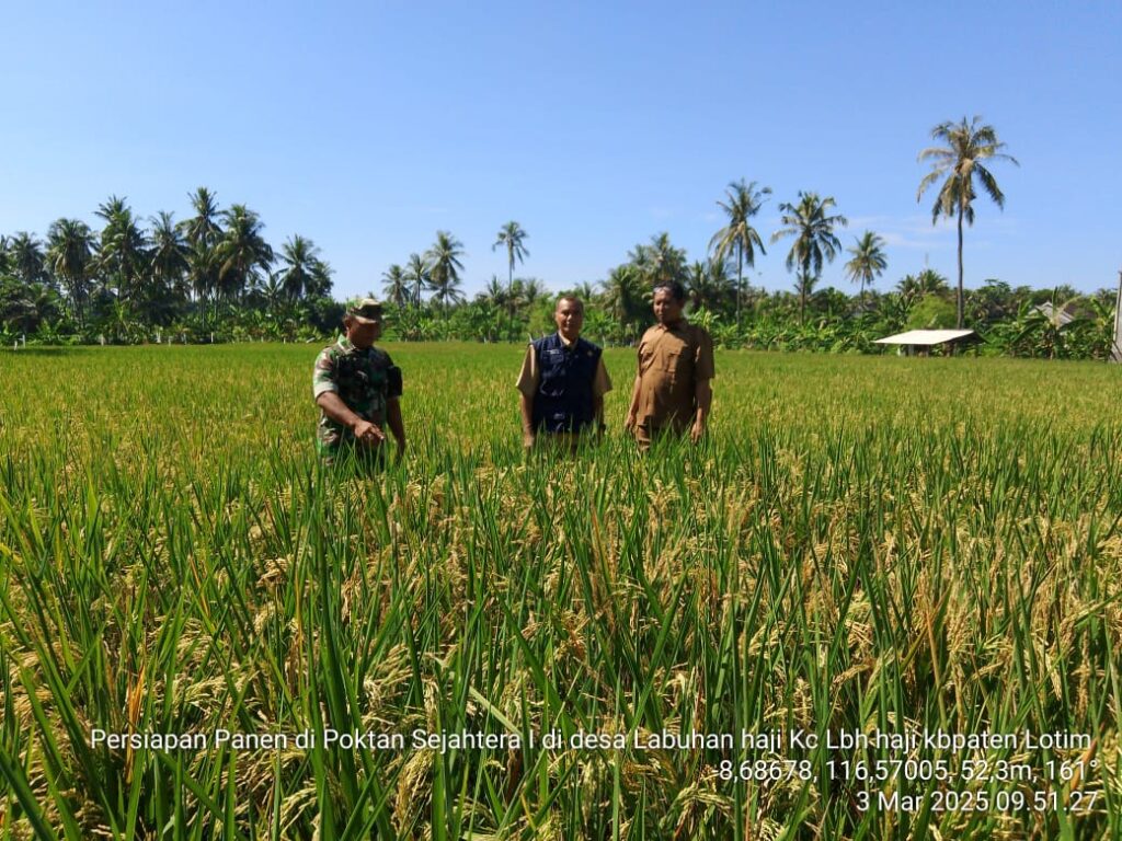 Babinsa Labuhan Haji Tinjau Lahan Pertanian di Dusun Sisik