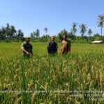 Babinsa Labuhan Haji Tinjau Lahan Pertanian di Dusun Sisik