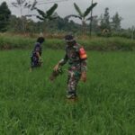 Babinsa Kodim 1002/HST Turun ke Sawah, Bantu Ibu Munah Rawat Padi dari Gulma.