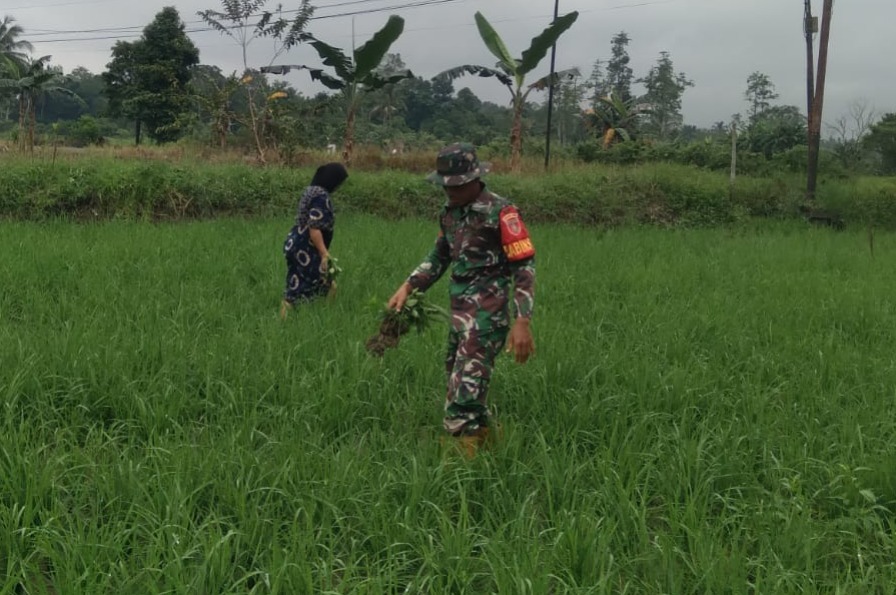 Babinsa Kodim 1002/HST Turun ke Sawah, Bantu Ibu Munah Rawat Padi dari Gulma.