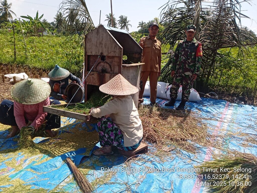 Babinsa Denggen Timur Dampingi Panen Padi Poktan “Saling Sokong”