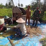 Babinsa Denggen Timur Dampingi Panen Padi Poktan “Saling Sokong”