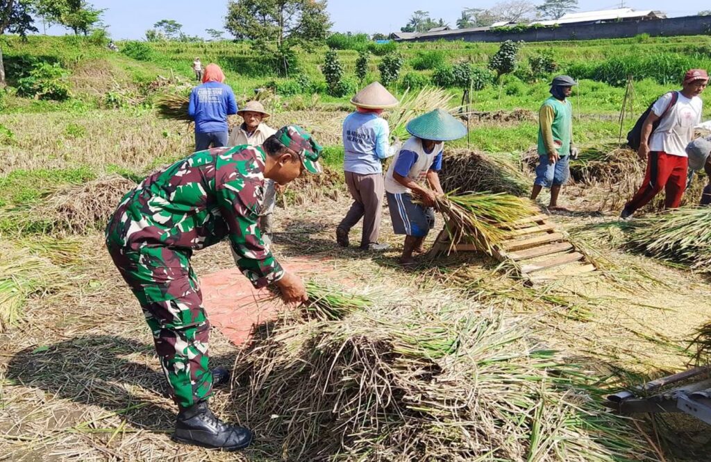 Babinsa Koramil Nglegok, Dampingi Penyerapan Gabah Panen Petani Oleh Bulog Di Blitar