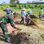 Babinsa Koramil Nglegok, Dampingi Penyerapan Gabah Panen Petani Oleh Bulog Di Blitar