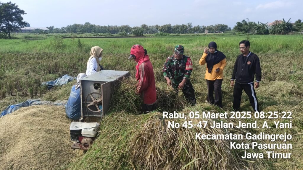 Babinsa Gadingrejo Dampingi Panen Padi, Dukung Ketahanan Pangan Nasional