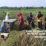 Babinsa Gadingrejo Dampingi Panen Padi, Dukung Ketahanan Pangan Nasional