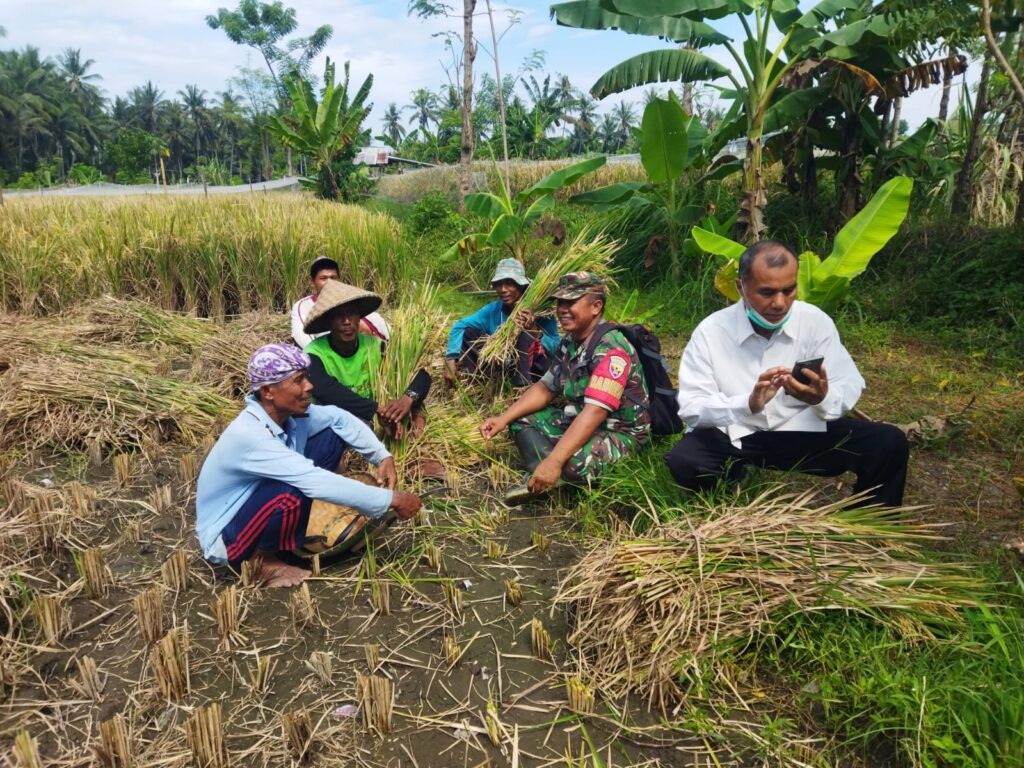 Babinsa Labuhan Haji Dampingi Pemantauan Panen Padi di Dusun Sisik