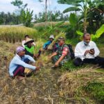 Babinsa Labuhan Haji Dampingi Pemantauan Panen Padi di Dusun Sisik