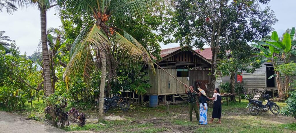 Anggota Satgas TMMD Bantu Warga Mengambil Buah Kelapa di Kebun