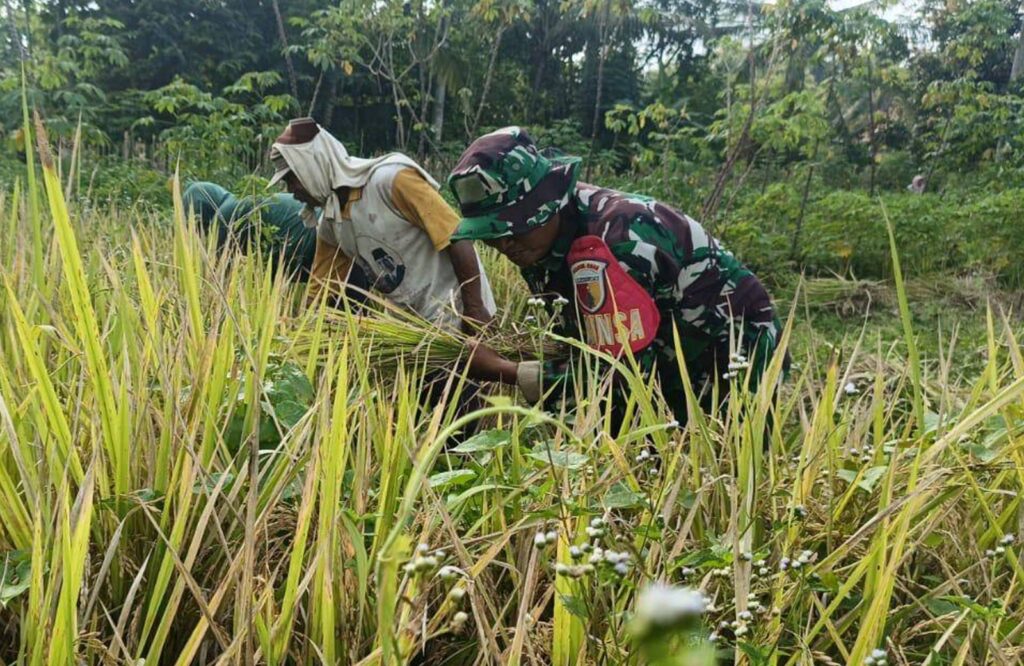 Babinsa Panggungrejo Lakukan Komsos Dan Dampingi Petani Panen Padi