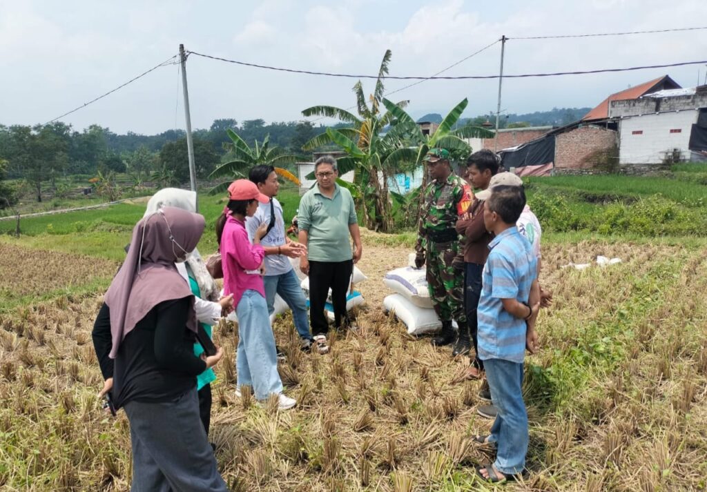 Babinsa Dampingi Tim Bulog dalam Rangka Penyerapan Gabah Petani