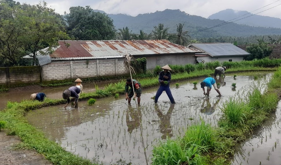 Dukung Ketahanan Pangan, Babinsa dan Petani Bersinergi di Musim Tanam