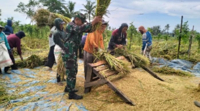 Babinsa Pengadangan Dampingi Panen Padi Kelompok Tani Kaduk