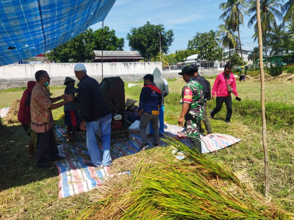 Babinsa Labuhan Haji Dampingi Serap Gabah Petani di Dusun Sisik