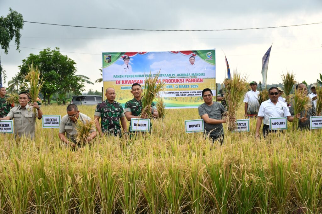 Dandim 1615/Lotim Dampingi Bupati dalam Panen Perbenihan Padi untuk Ketahanan Pangan Lombok Timur